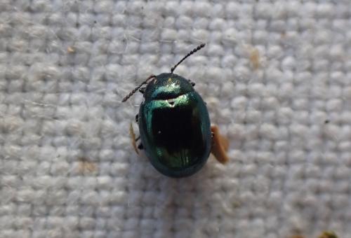 Phaedon sp.